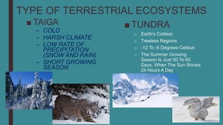 TYPE OF TERRESTRIAL ECOSYSTEMS
■ TAIGA
– COLD
– HARSH CLIMATE
– LOW RATE OF
PRECIPITATION
(SNOW AND RAIN)
– SHORT GROWING
SEASON
■ TUNDRA
o Earth's Coldest
o Treeless Regions
o -12 To -6 Degrees Celsius
o The Summer Growing
Season Is Just 50 To 60
Days, When The Sun Shines
24 Hours A Day.
 