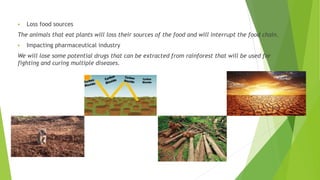  Loss food sources
The animals that eat plants will loss their sources of the food and will interrupt the food chain.
 Impacting pharmaceutical industry
We will lose some potential drugs that can be extracted from rainforest that will be used for
fighting and curing multiple diseases.
 