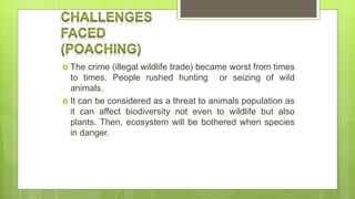  The crime (illegal wildlife trade) became worst from times
to times. People rushed hunting or seizing of wild
animals.
 It can be considered as a threat to animals population as
it can affect biodiversity not even to wildlife but also
plants. Then, ecosystem will be bothered when species
in danger.
 