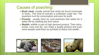 Causes of poaching:
 Bush meat: usually animal that rarely be found (mammals
or birds). This kind of animals is protected under law. The
poachers hunt for consumption and even for profit.
 Poverty: usually done by rural poachers that seeks for a
better life by violating law and nature.
 Wealth: wildlife is part of high demand product. Their skins,
trunks, ivory and etc. can make a quality product and even
some people used them as symbols of status and wealth.
 