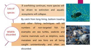 If overfishing continues, more species will
be driven to extinction and aquatic
ecosystems will collapse.
By catch from lo...