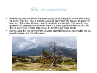 Why is important
• Biodiversity increases ecosystem productivity; all of the species in that ecosystem,
no matter their size, have a big role. A diverse ecosystem can prevent and recover
from lots of disasters. Humans depend on plants and animals. For example, one
quarter of all prescription medicines in the U.S. have ingredients from plants. If a
diverse ecosystem is more productive, it's easier to get these plants.
• Humans also directly benefit from a diverse ecosystem: plants, clean water and air,
provide oxygen, and control erosion.
 