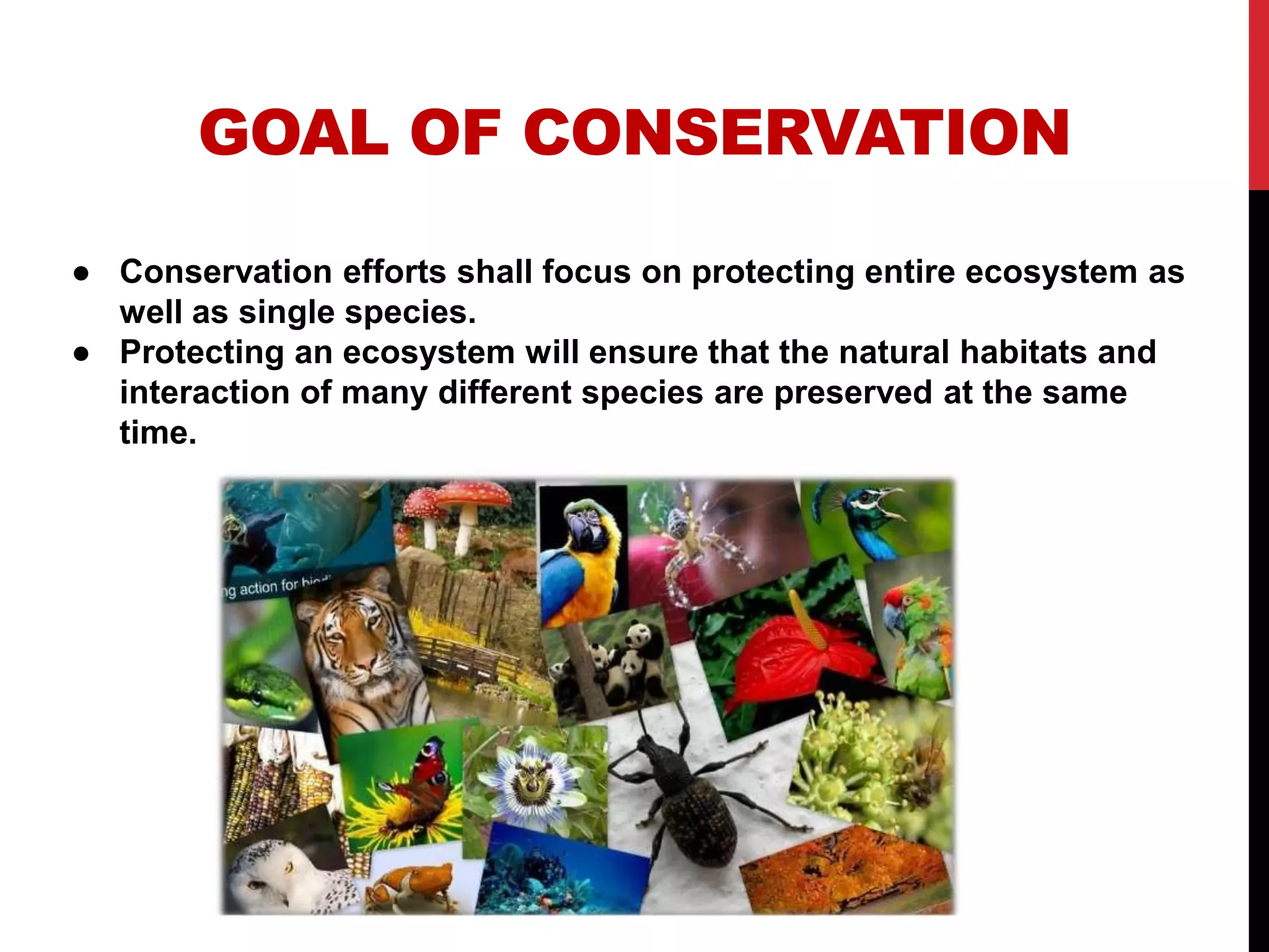 Biodiversity threats and conservation | PPTX