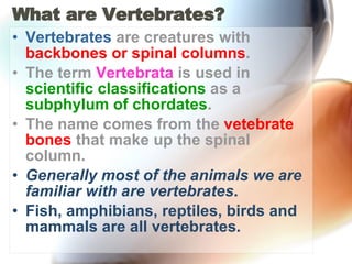 What are Vertebrates? Vertebrates  are creatures with  backbones or spinal columns .  The term  Vertebrata  is used in  scientific classifications  as a  subphylum of chordates .  The name comes from the  vetebrate bones  that make up the spinal column.  Generally most of the animals we are familiar with are vertebrates . Fish, amphibians, reptiles, birds and mammals are all vertebrates. 