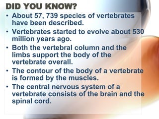 DID YOU KNOW? About 57, 739 species of vertebrates have been described. Vertebrates started to evolve about 530 million years ago. Both the vertebral column and the limbs support the body of the vertebrate overall. The contour of the body of a vertebrate is formed by the muscles. The central nervous system of a vertebrate consists of the brain and the spinal cord.  