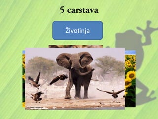 MoneraProtistaGljivaBiljakaŽivotinja
