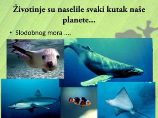 • Slodobnog mora ....