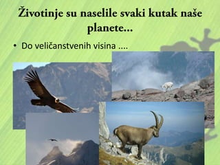 • Do veličanstvenih visina ....