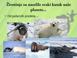 • Od polarnih predela....