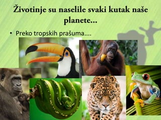 • Preko tropskih prašuma....