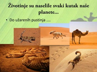 • Do užarenih pustinja ....