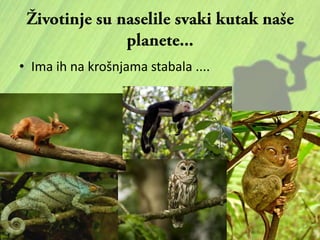 • Ima ih na krošnjama stabala ....