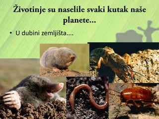 • U dubini zemljišta....
