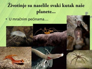 • U mračnim pedinama....