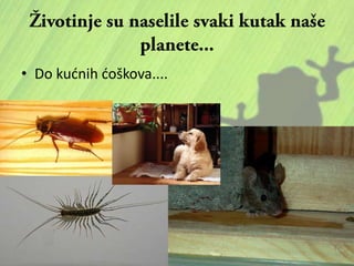 • Do kudnih doškova....