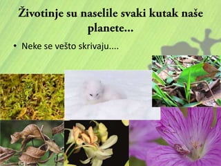 • Neke se vešto skrivaju....