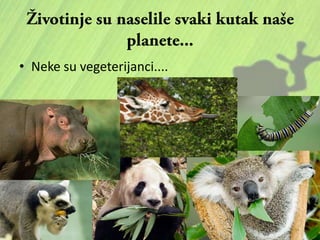 • Neke su vegeterijanci....