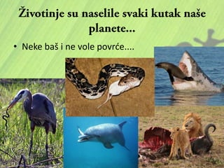 • Neke baš i ne vole povrde....