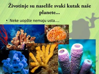 • Neke uopšte nemaju usta....