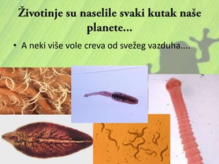 • A neki više vole creva od svežeg vazduha....