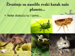 • Neke skakudu tu i tamo....