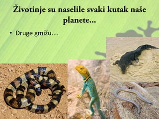 • Druge gmižu....