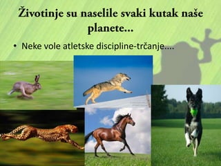 • Neke vole atletske discipline-trčanje....