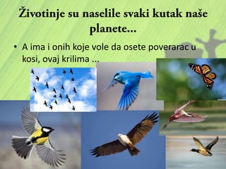 • A ima i onih koje vole da osete poverarac u
kosi, ovaj krilima ...