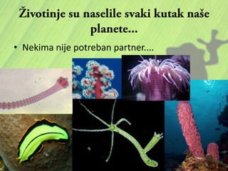 • Nekima nije potreban partner....