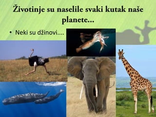 • Neki su džinovi....