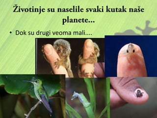 • Dok su drugi veoma mali....