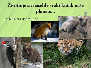 • Neki su usamljeni....