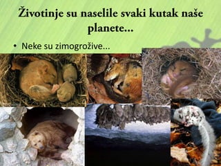 • Neke su zimogrožive...