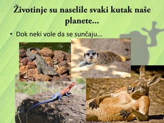 • Dok neki vole da se sunčaju...