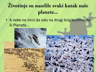 • A neke ne mrzi da odu na drugi kraj kontinenta
ili Planete...
