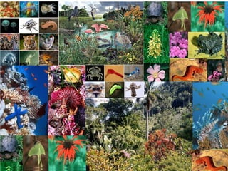 IUCN (International Union for Conservation of Nature)
 