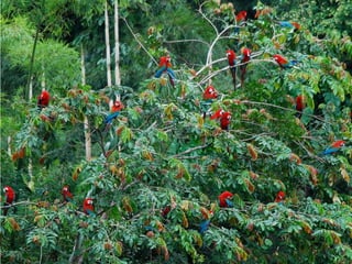 IUCN (International Union for Conservation of Nature)
 