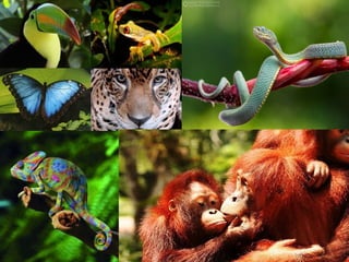 IUCN (International Union for Conservation of Nature)
 