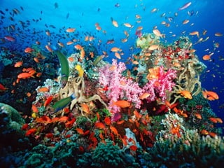 IUCN (International Union for Conservation of Nature)
 