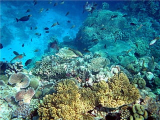 IUCN (International Union for Conservation of Nature)
 