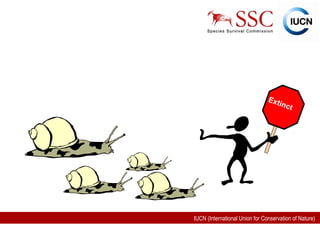 IUCN (International Union for Conservation of Nature)
Extinct
 