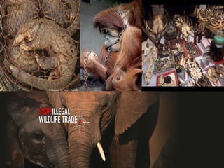 IUCN (International Union for Conservation of Nature)
 