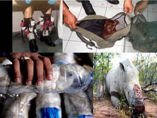 IUCN (International Union for Conservation of Nature)
 