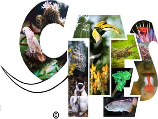 IUCN (International Union for Conservation of Nature)
 