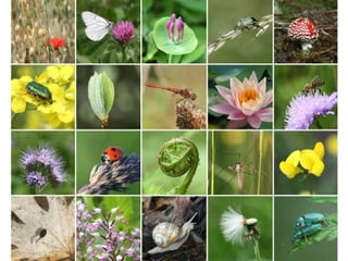 IUCN (International Union for Conservation of Nature)
 