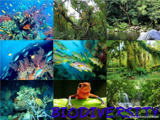 Biodiverzitet | PPT