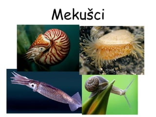 Mekušci
 