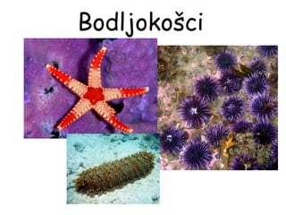 Bodljokošci
 