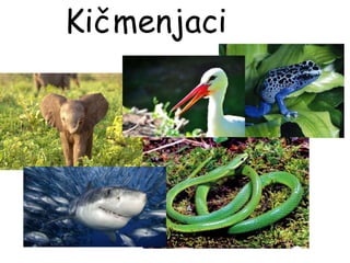 Kičmenjaci
 
