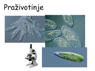 Praživotinje
 